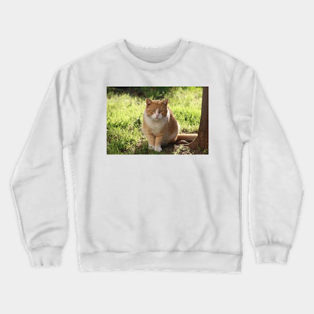 Neighborhood Visitor Cat Portrait Crewneck Sweatshirt by Sandraartist